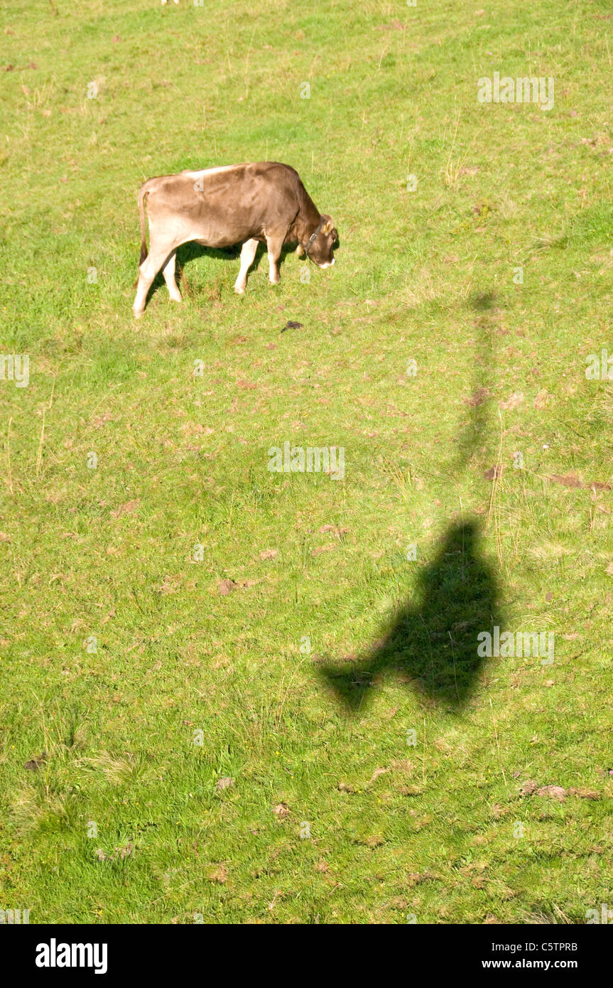 Deutschland, Bayern, Allgäu, Silhouette des Mannes im Skilift, Rinder im Hintergrund Stockfoto