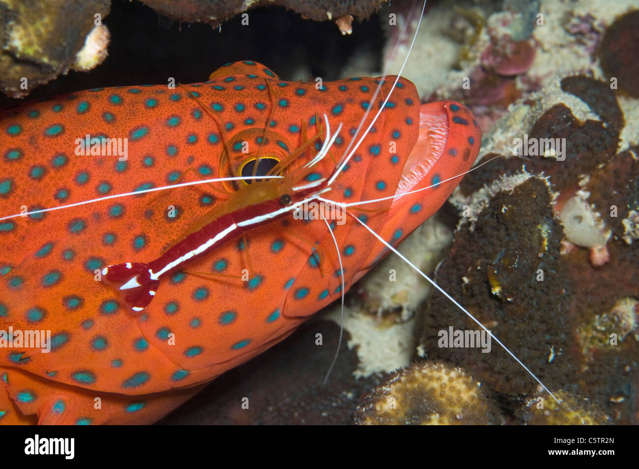 Ägypten, Rotes Meer, Korallen-Zackenbarsch (Cephalopolis Miniata) und Putzergarnelen (Lysmata Amboinesis), erhöht, Ansicht Stockfoto