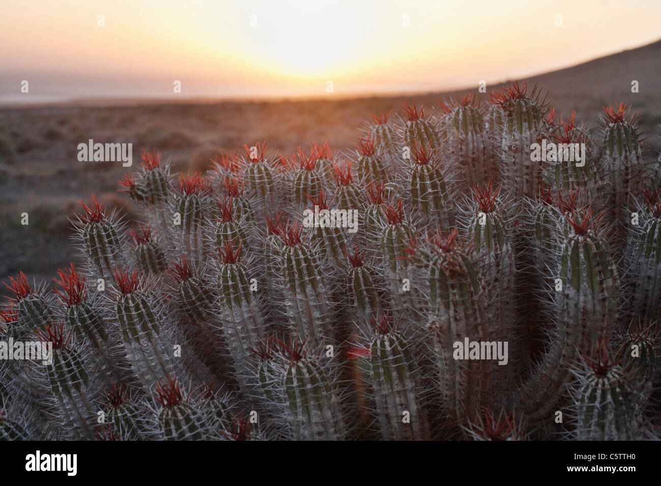 Spanien, Kanarische Inseln, Fuerteventura, endemische Pflanzen auf jandia Stockfoto