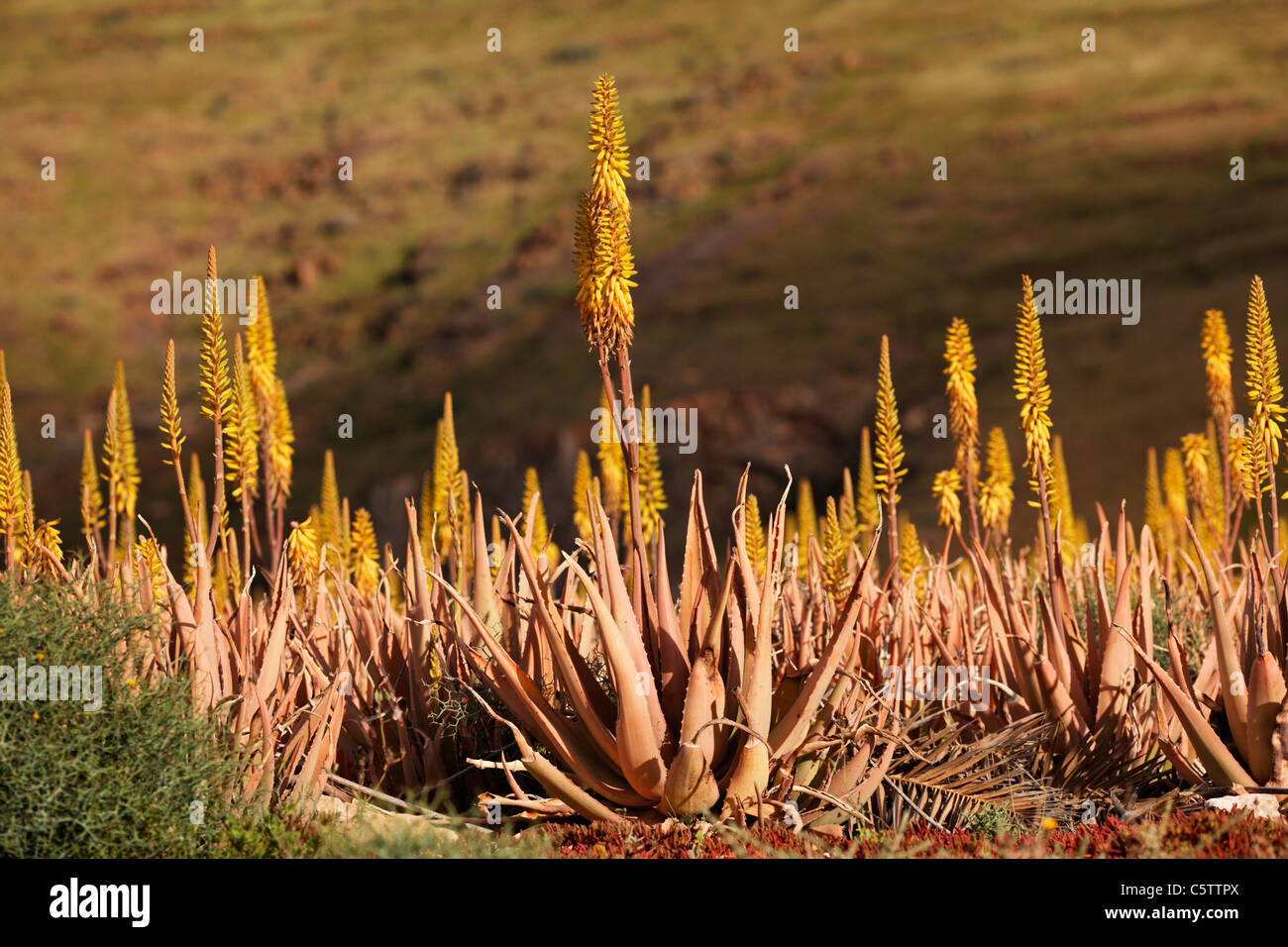 Spanien, Kanarische Inseln, Fuerteventura, Pflanzung von Aloe vera Stockfoto