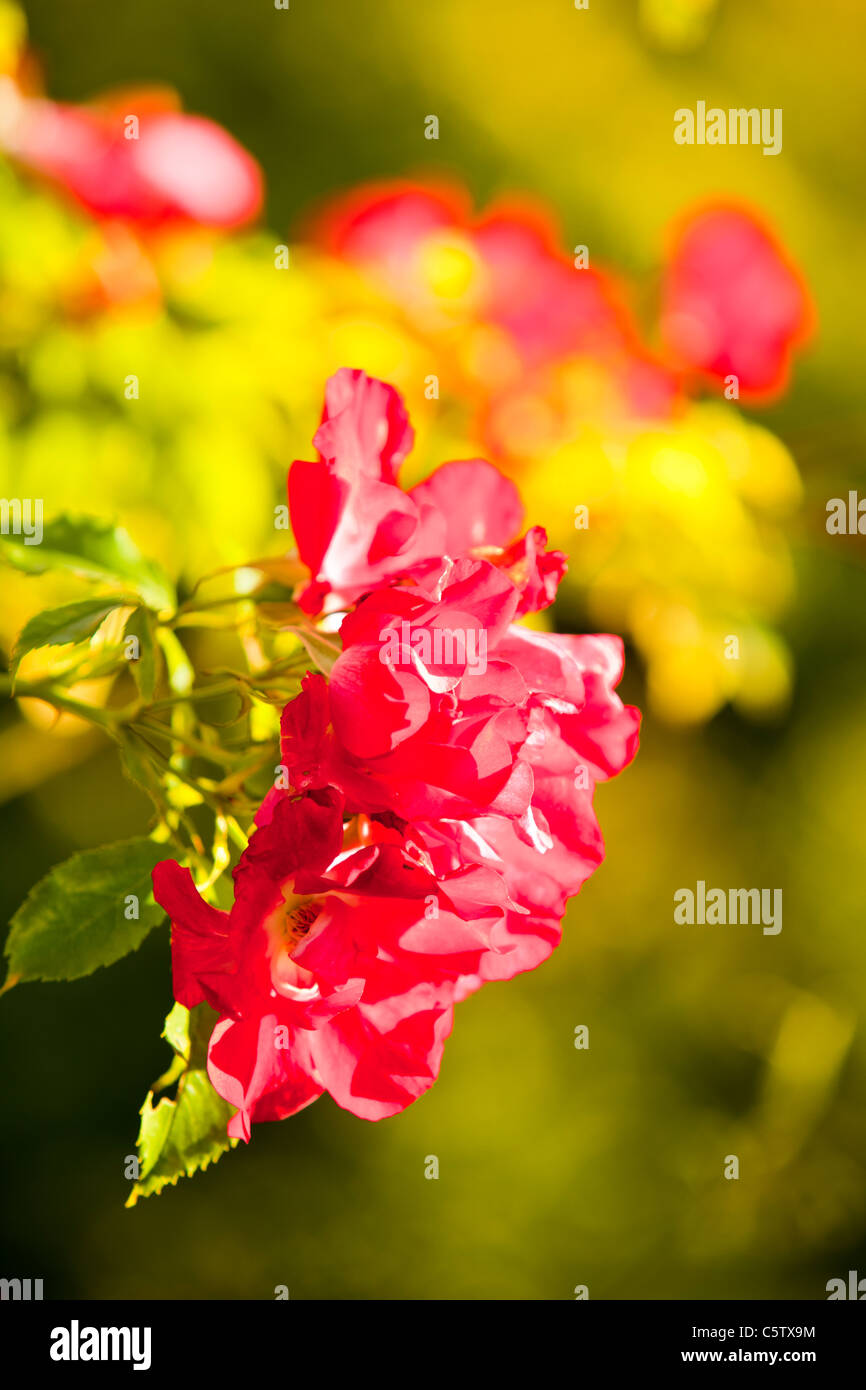 Rosen in einem Garten in Clitheroe, Lancashire, UK. Stockfoto