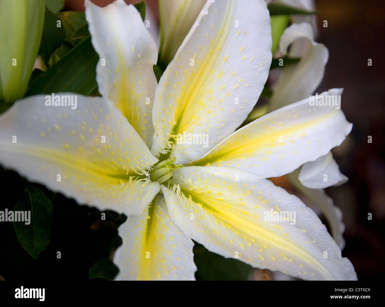 Lilium Auratum mit Staubgefäßen abgeschnitten (zur Vermeidung von Verschmutzung Pollen) Stockfoto