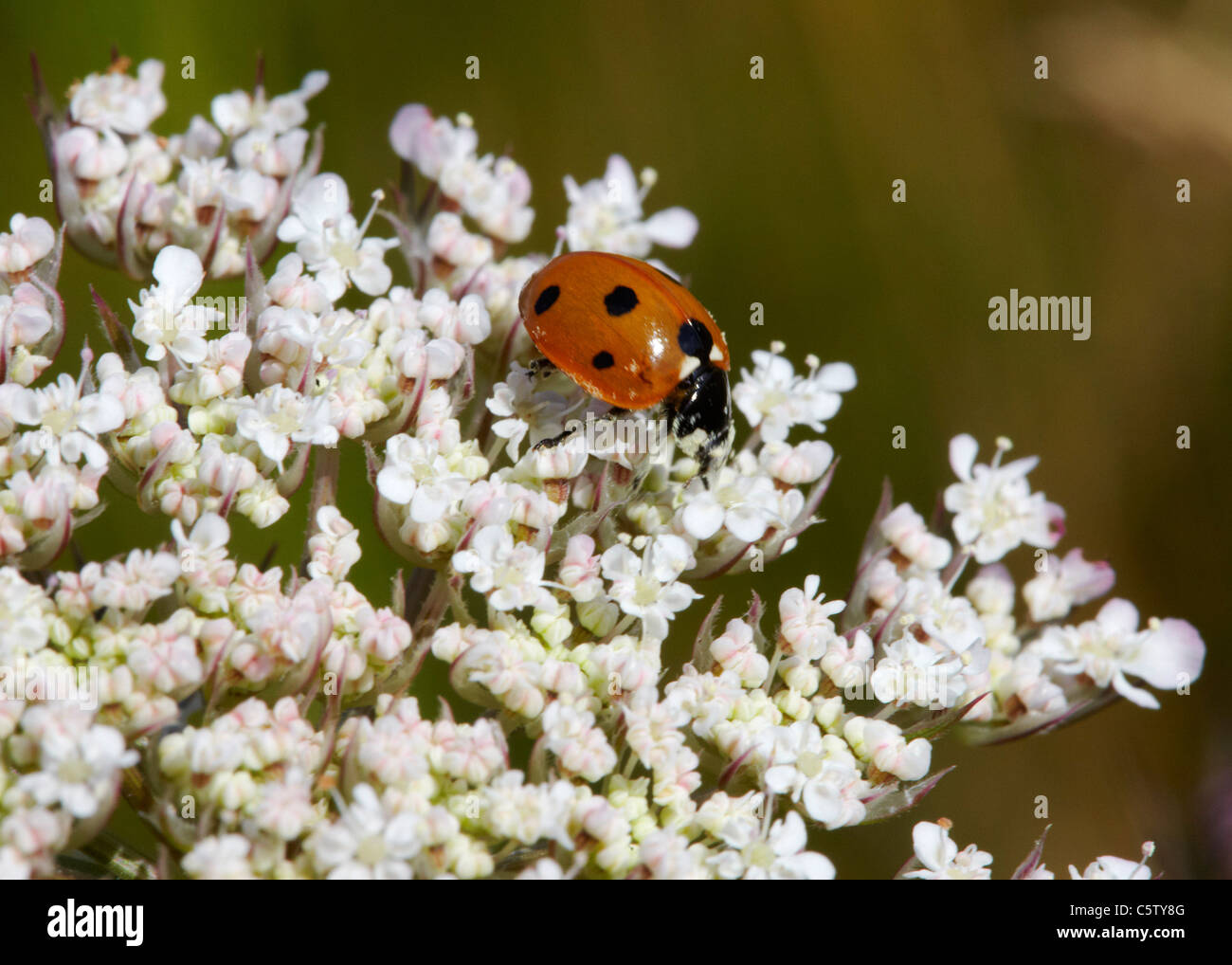 Seven-Spot Ladybird. Hurst Wiesen, West Molesey Surrey, England. Stockfoto