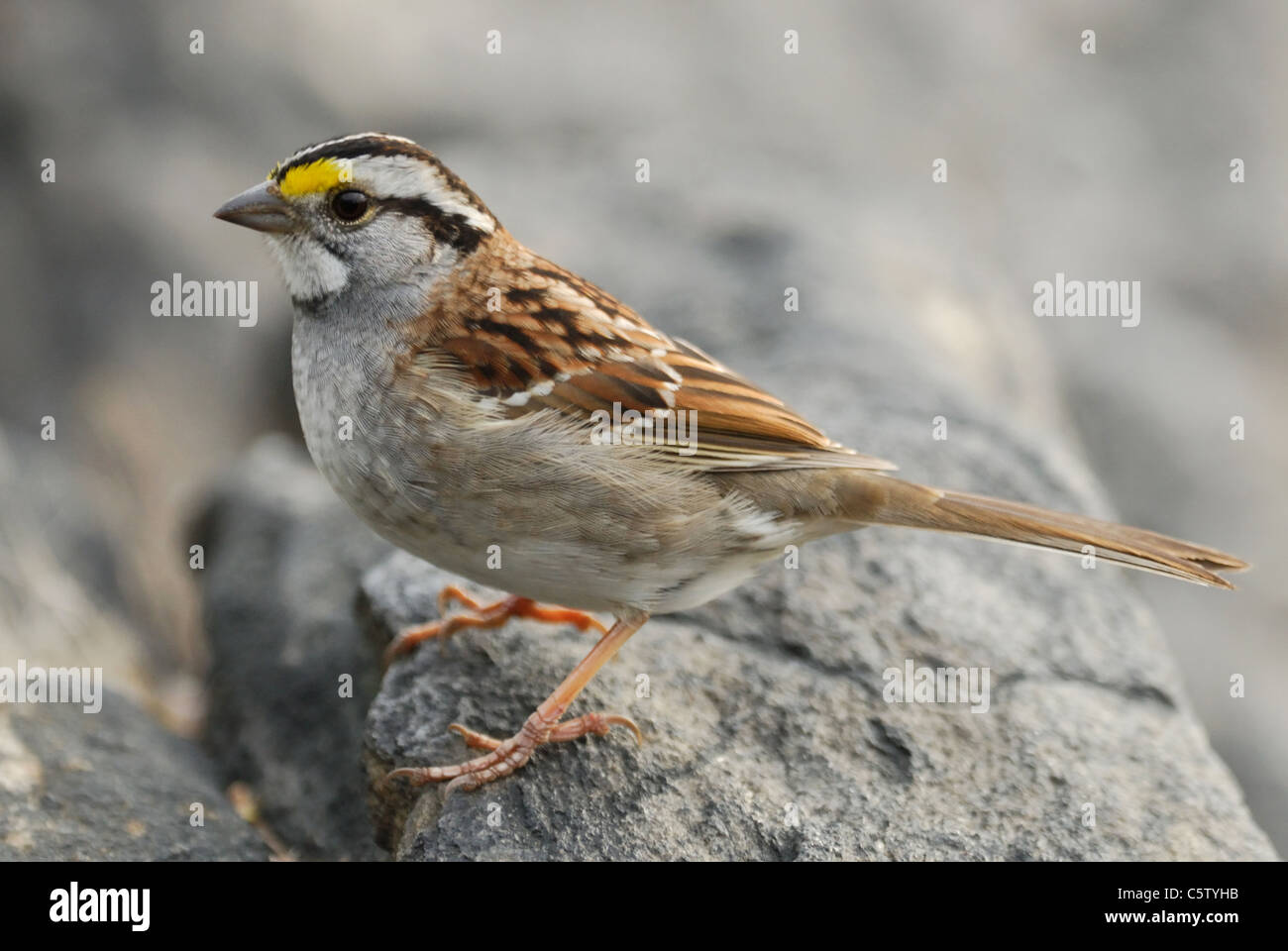 Weiß – Throated Spatz (Zonotrichia Albicollis) im Central Park, New York, USA, April 2011. Stockfoto