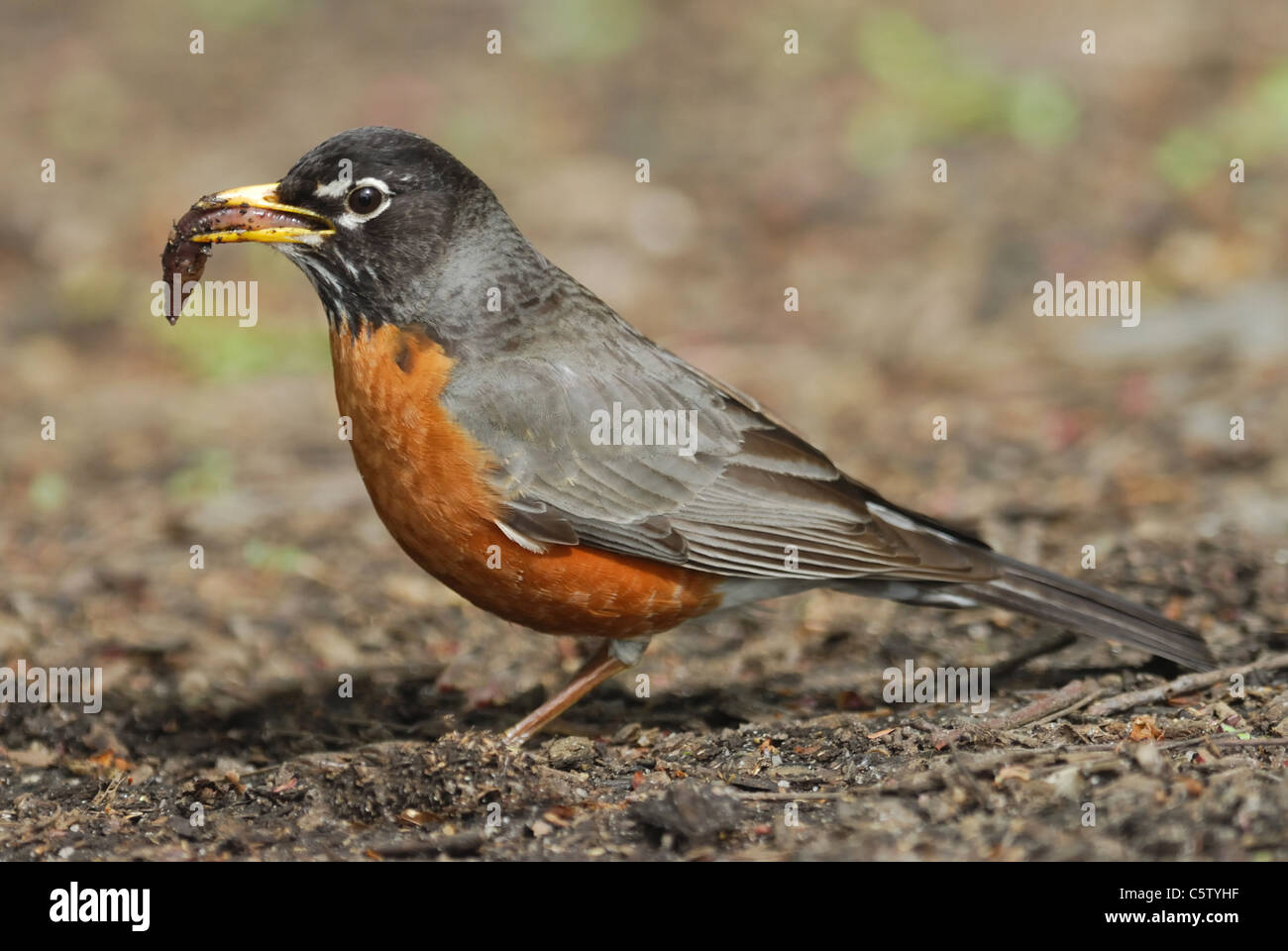 North American Robin (Turdus migratorius) Essen ein Wurm im Central Park Stockfoto