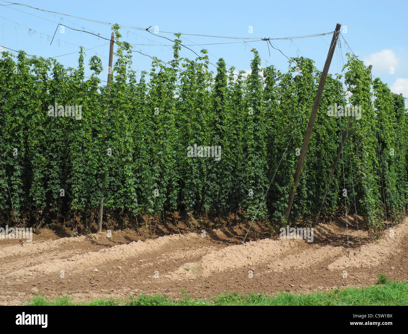 Saazer hopfen Fotos und Bildmaterial in hoher Auflösung Alamy