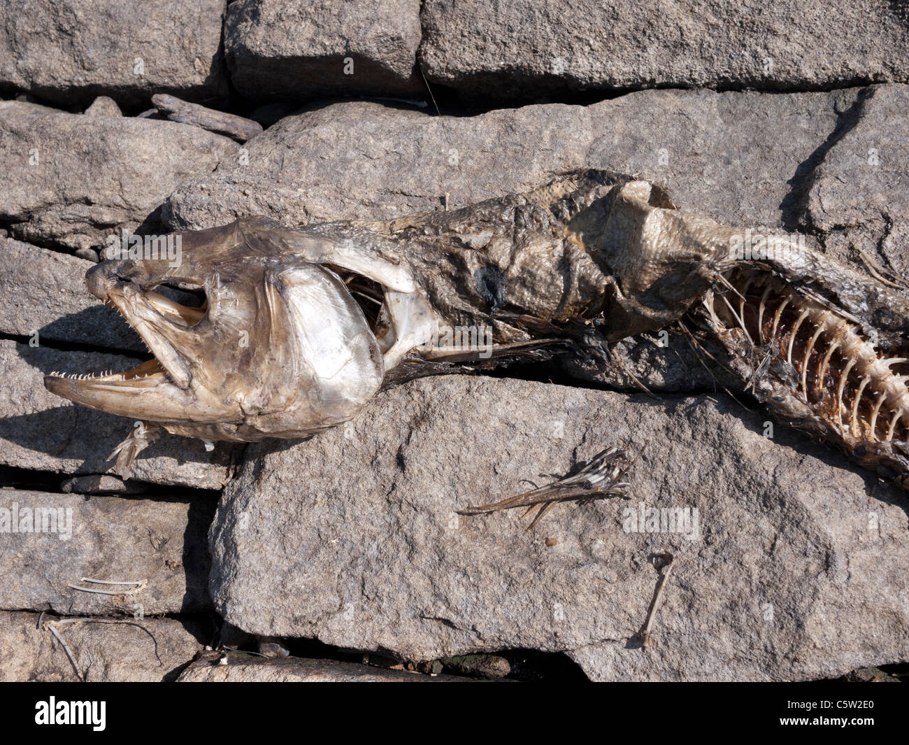 Skelettreste von großen Forellen. Stockfoto