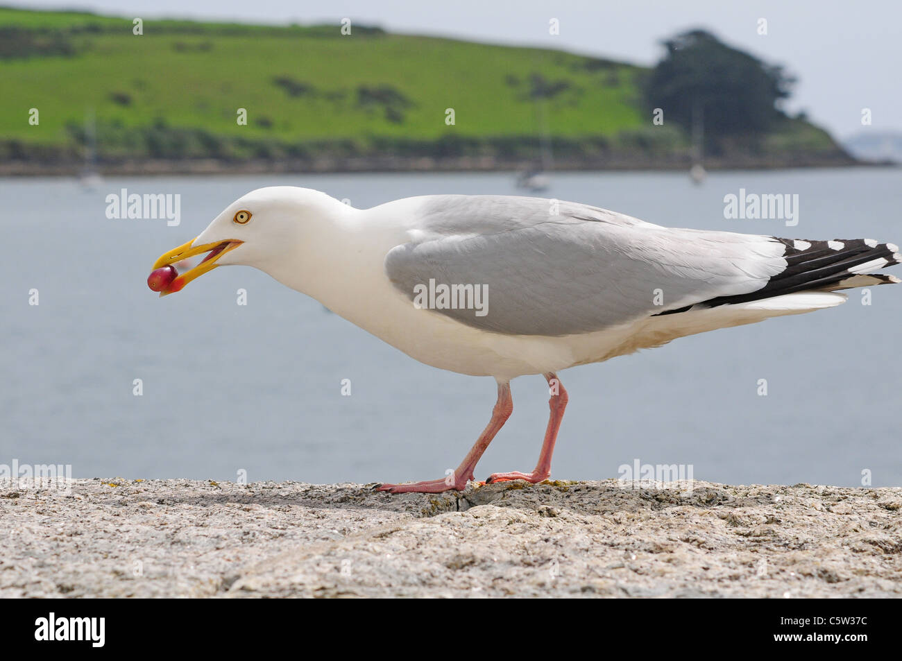 Silbermöwe Larus Argentatus am Deich eine Traube Essen. Stockfoto