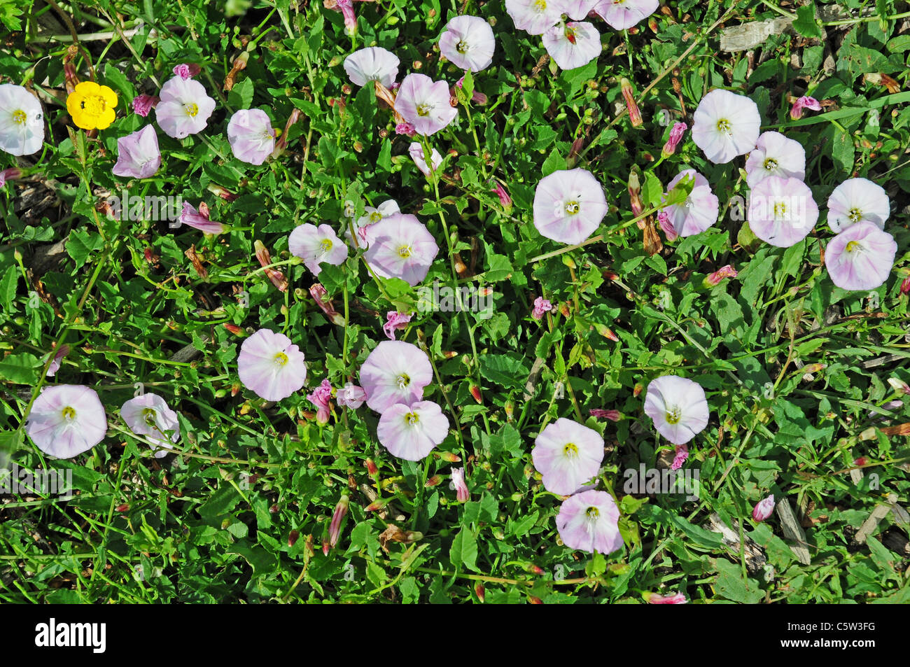 Ackerwinde Convolvulus Arvensis in Feldrand wachsen Stockfoto