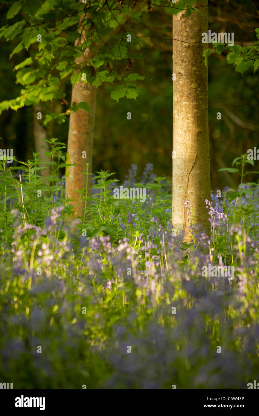 Wilde Glockenblumen wachsen auf einem Waldboden in Devon UK Stockfoto