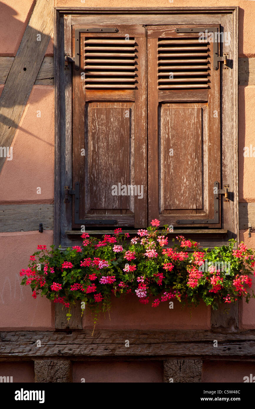 Shuttered Fenster und Blume Feld in Kaysersberg - entlang der Weinstraße Elsass Haut-Rhin-Frankreich Stockfoto