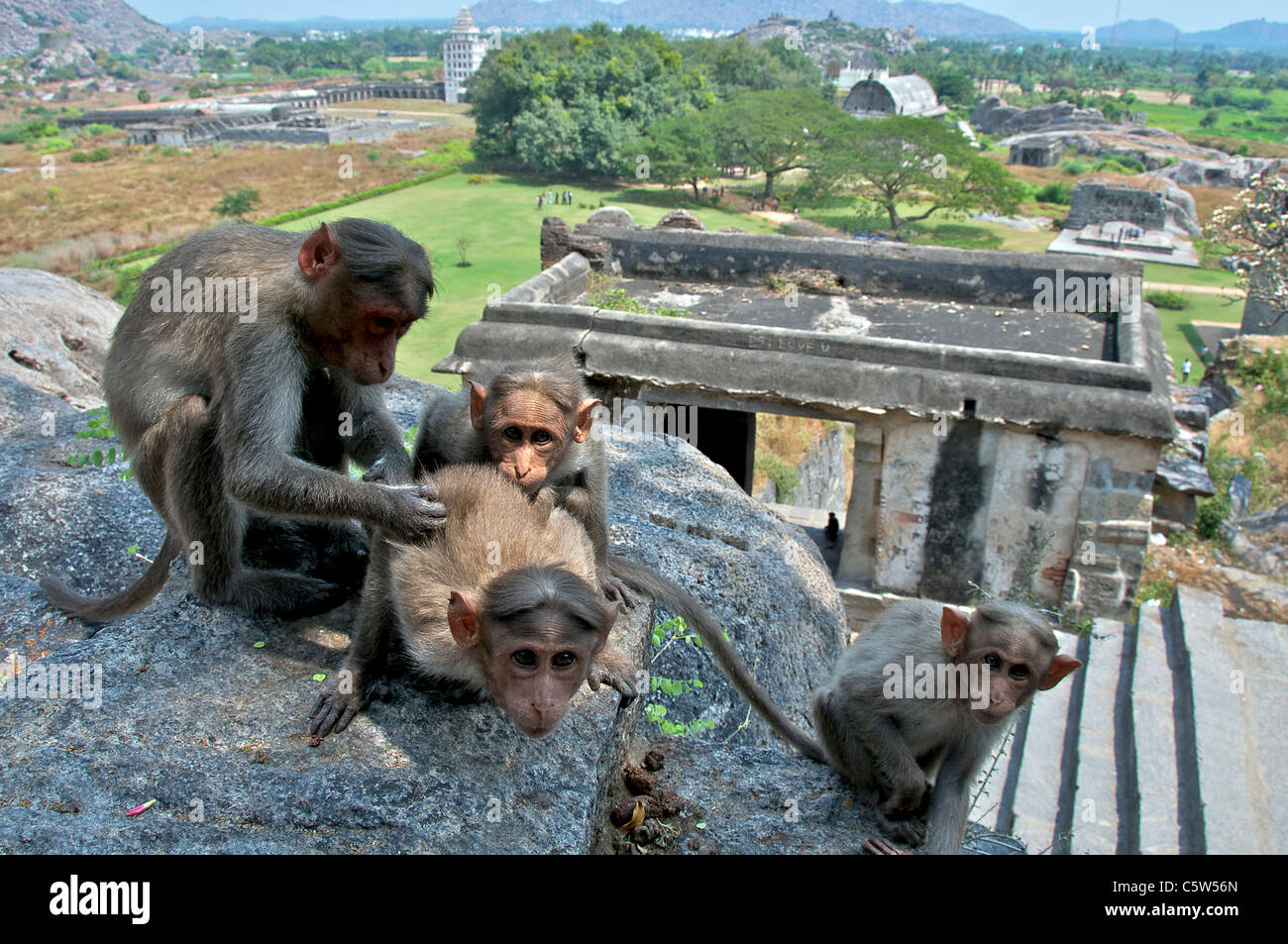 Vier Affen Fort Gingee Tamil Nadu in Indien Stockfoto