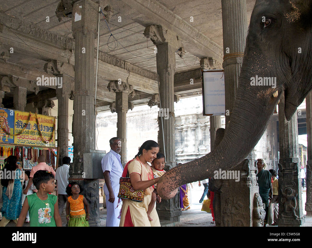 Segen von Tempel Elefant Arunachaleswar Tempel Tiruvannamalai Tamil Nadu in Indien erhalten Stockfoto