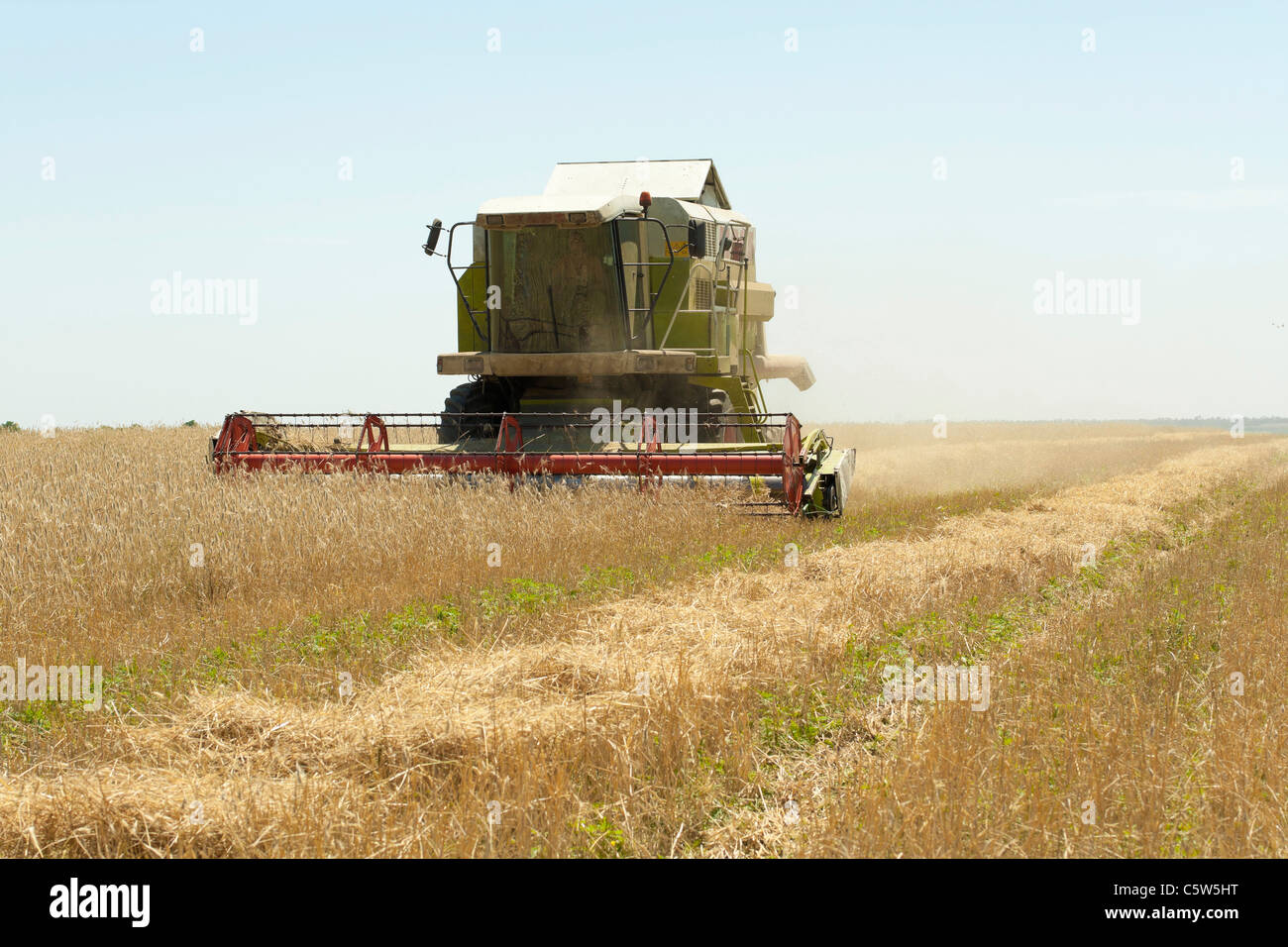 Die Ernte von Getreide Mähdrescher Stockfoto