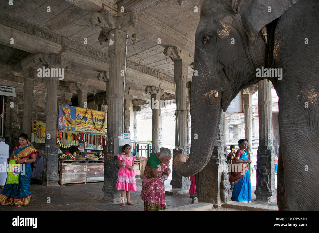 Frau Tempel Elefant Arunachaleswar Tempel Tiruvannamalai Tamil Nadu in Indien Segnungen erhalten Stockfoto