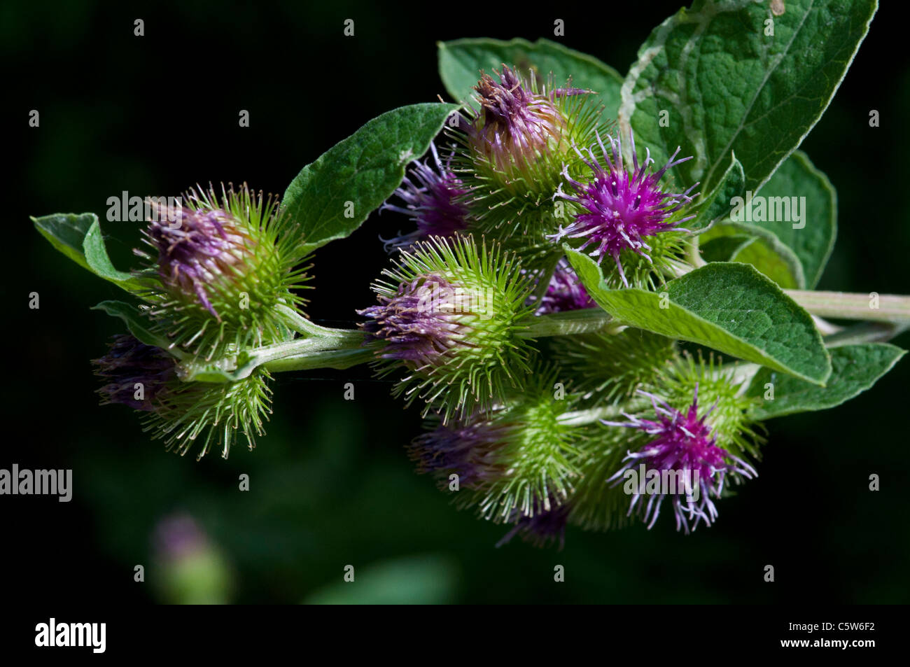 Gemeinsamen Klette. Stockfoto