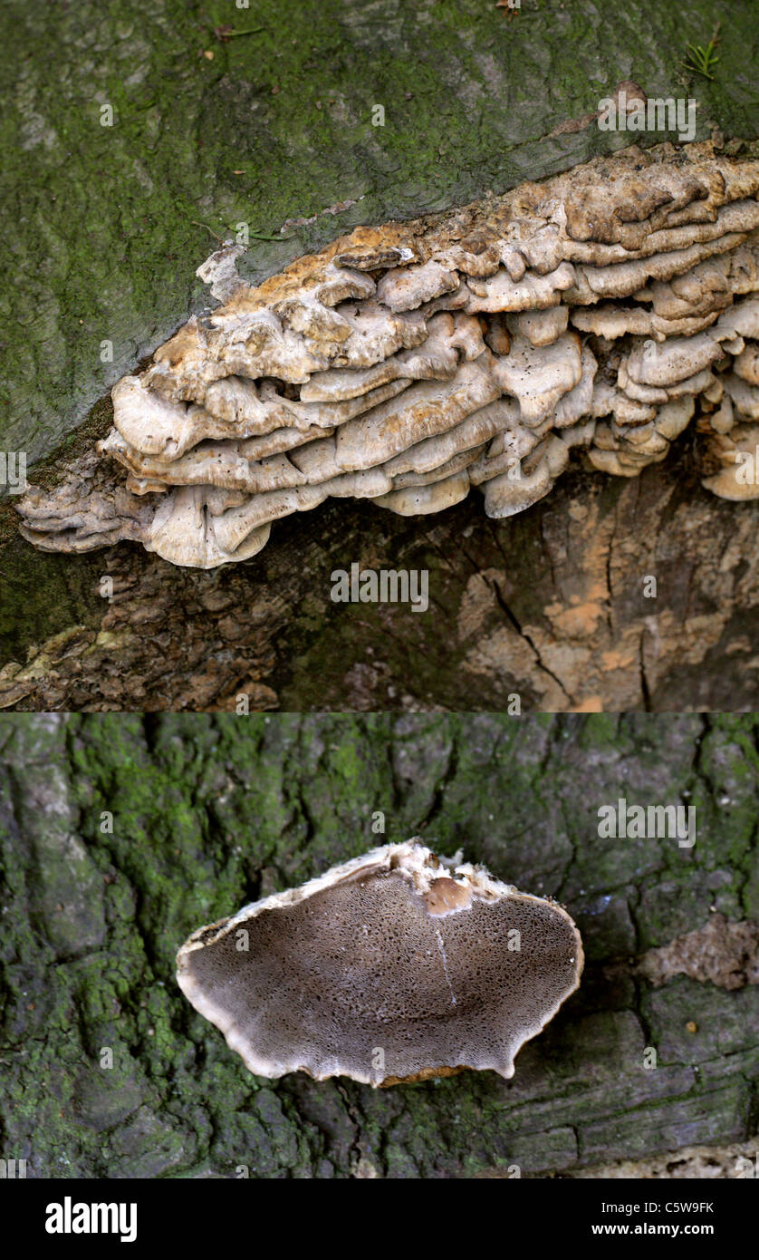 Smokey Halterung Pilz, Bjerkandera Adusta, Hapalopilaceae. Zusammengesetztes Bild zeigt Oberseite und Unterseite Poren. Stockfoto