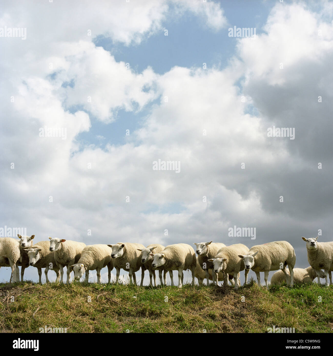 Niederlande, Herde Schafe stehen auf Feld Stockfoto