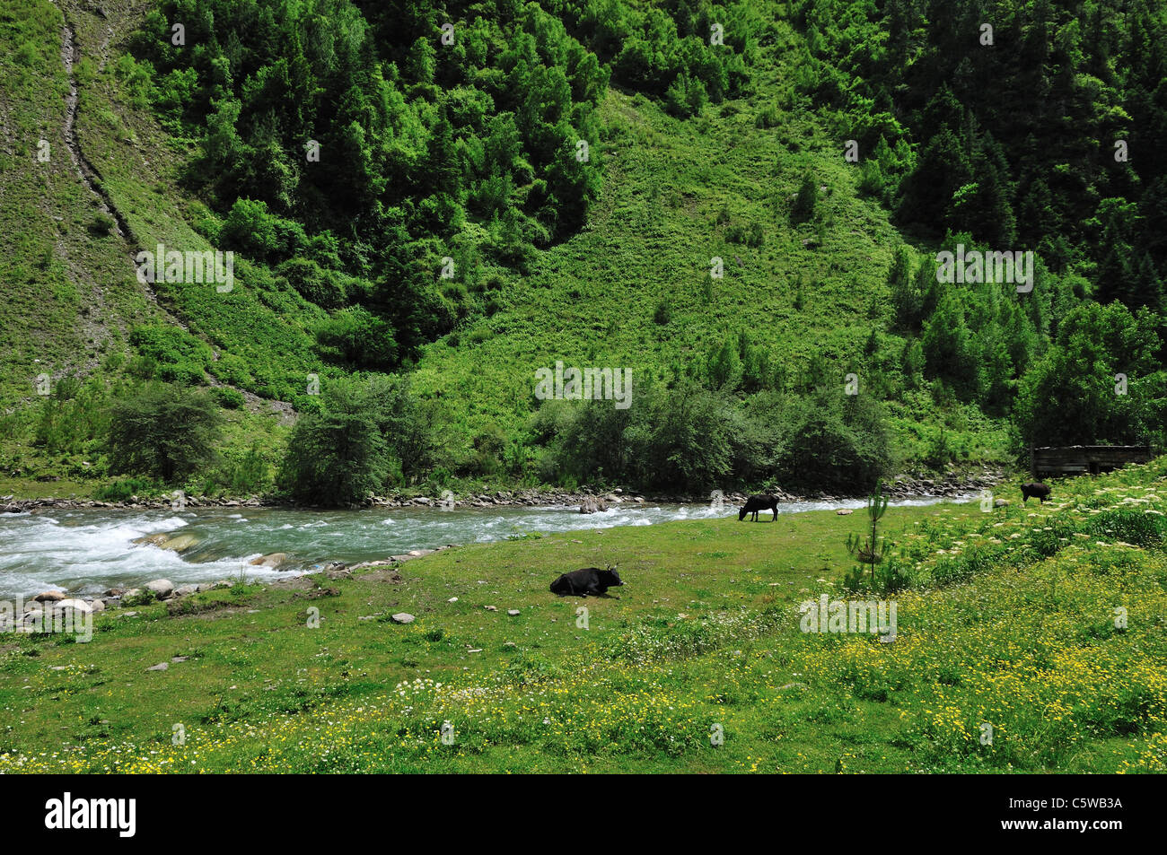 Grüne Weiden entlang eines kleinen Flusses. Sichuan, China. Stockfoto