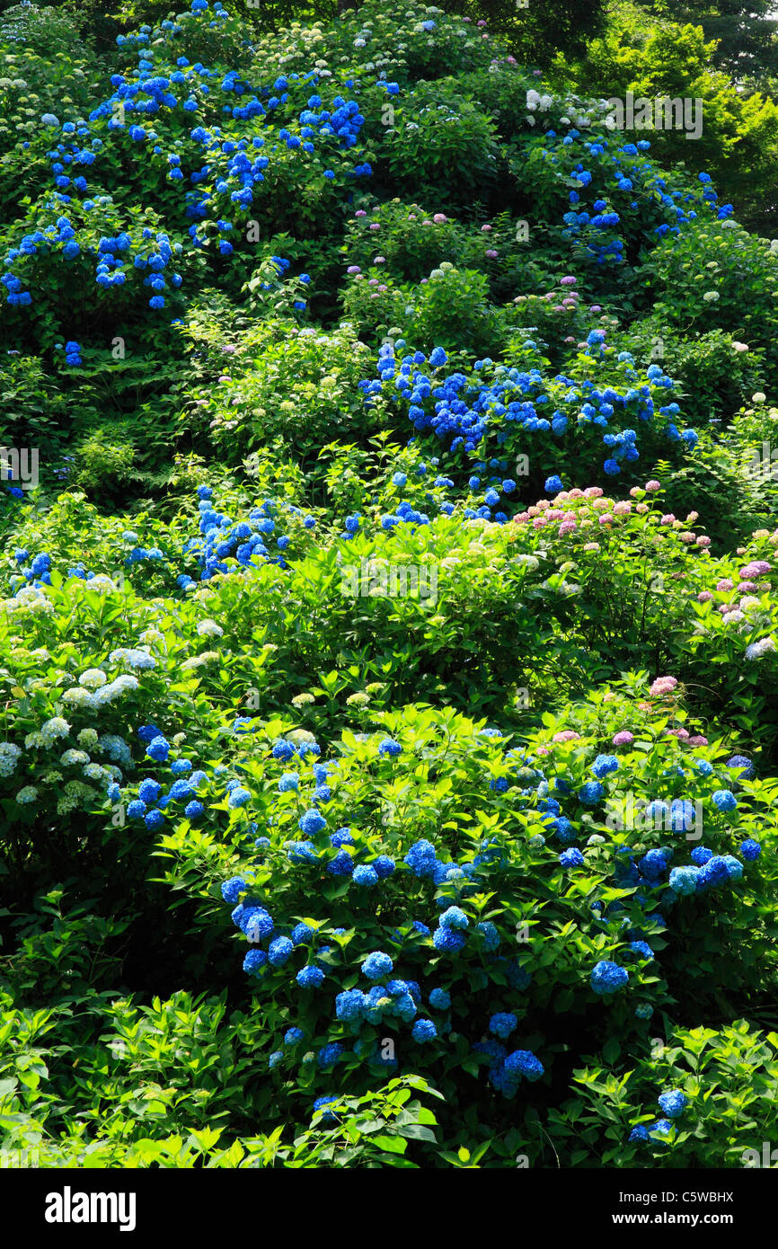 Hortensie am Mount Gomado, Tagami, Minamikanbara, Niigata, Japan Stockfoto