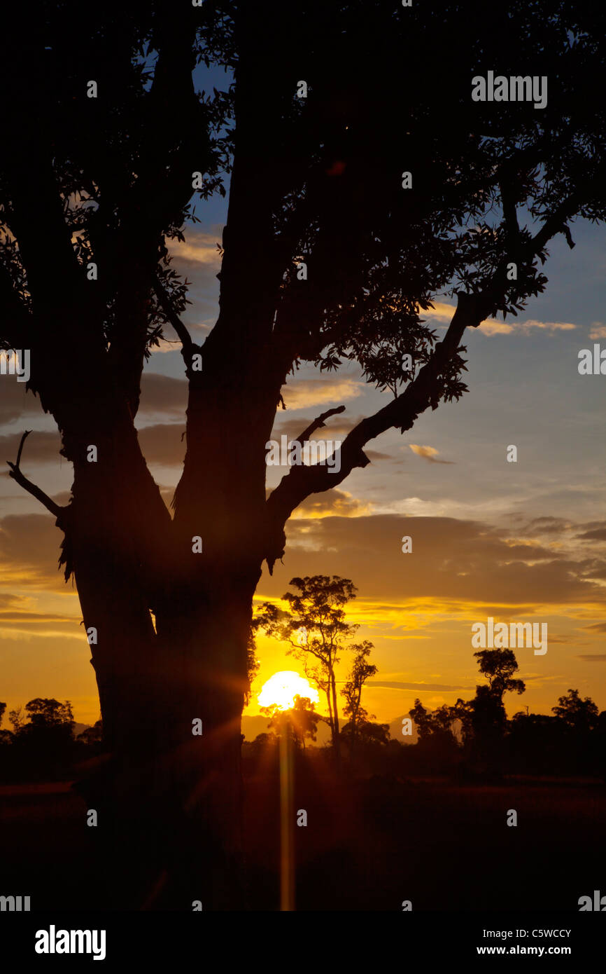 Sunrise Silhouetten Bäume in das einzigartige Savanne Ökosystem der Insel KOH PHRA THONG, THAILAND Stockfoto