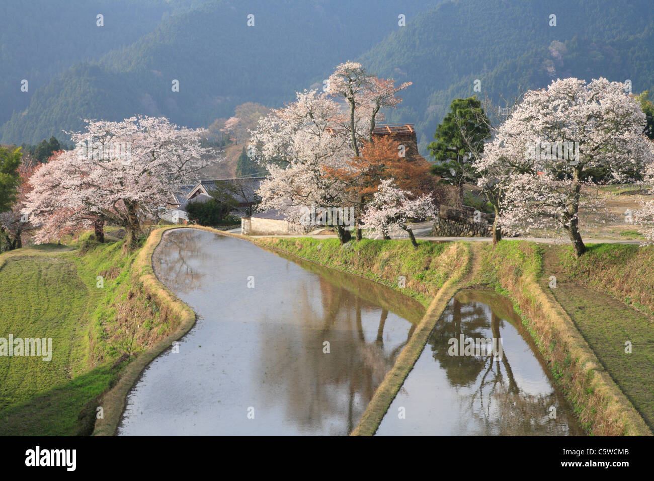 Kirschblüten und Reisfelder, Mitake, Tsu, Mie, Japan Stockfoto