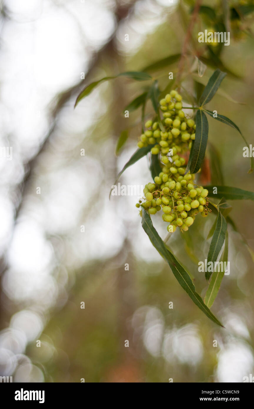 "Früchte" der afrikanischen Sumach Baum Stockfoto