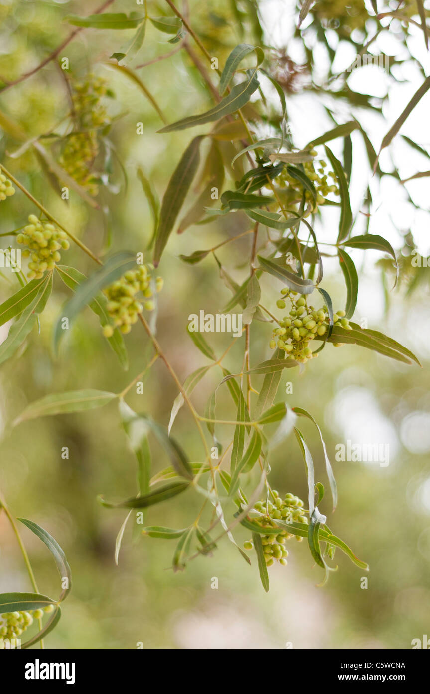 "Früchte" der afrikanischen Sumach Baum Stockfoto