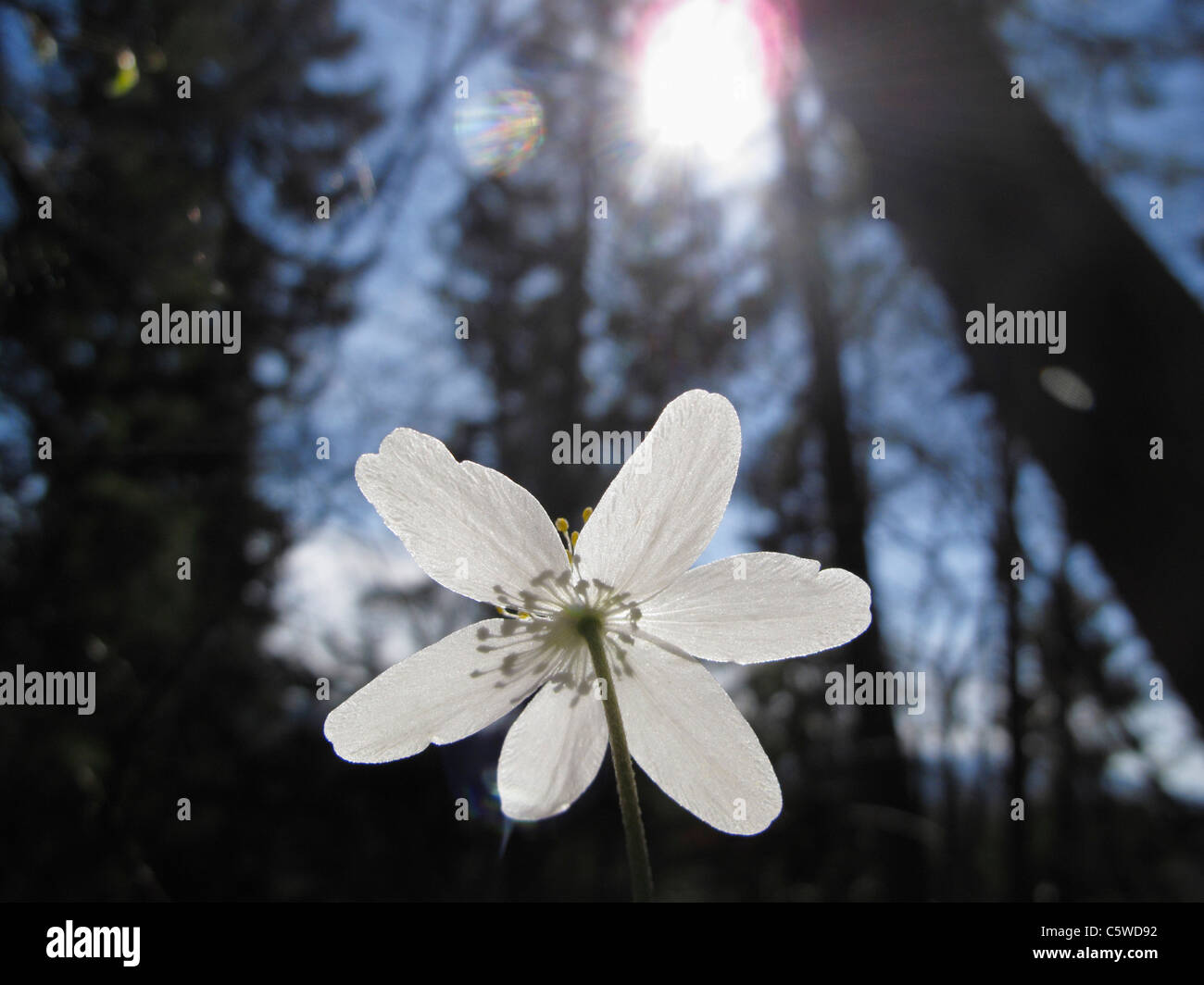 Deutschland, Bayern, Nahaufnahme von Buschwindröschen Blüte mit Blendenfleck Stockfoto