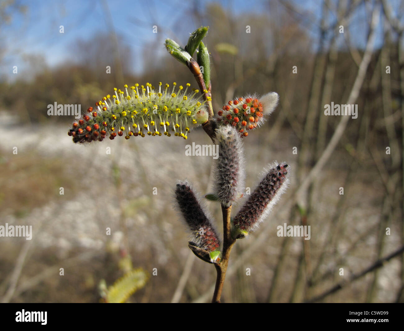 Deutschland, Bayern, Oberbayern, Nahaufnahme von lila Willow mit Catkin Stockfoto