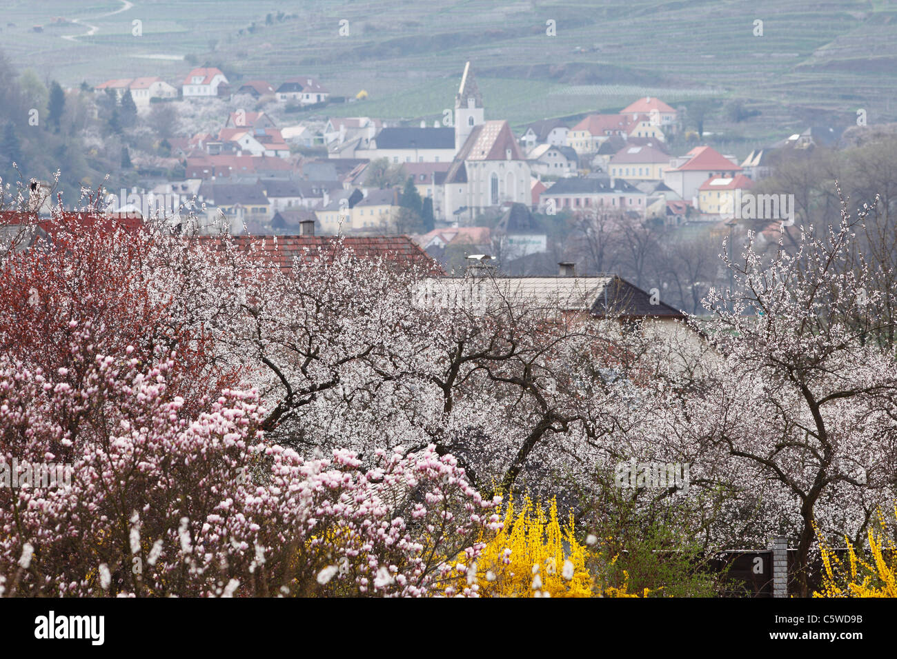 Österreich, Niederösterreich, Wachau, Spitz, Blick auf Stadt mit Aprikose Blüten im Vordergrund Stockfoto