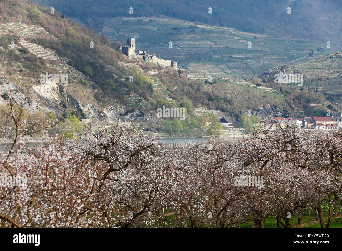 Österreich, Niederösterreich, Wachau, Spitz, Ansicht Hinterhaus Schloss mit Aprikose Blüten im Vordergrund Stockfoto