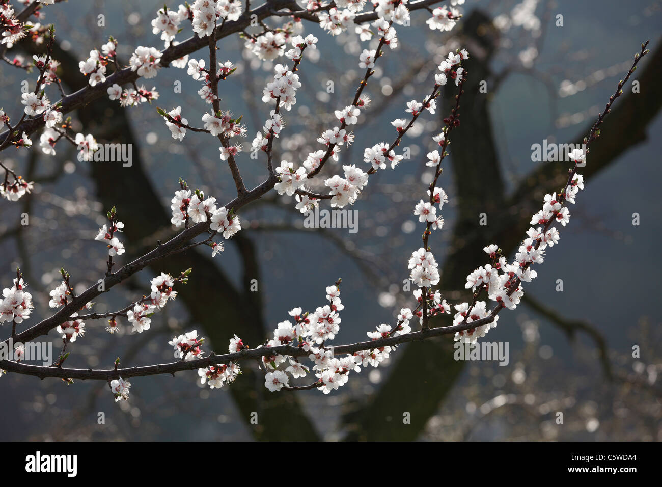 Österreich, Niederösterreich, Wachau, Zweig mit Aprikose Blüten auf Aprikosenbaum Stockfoto