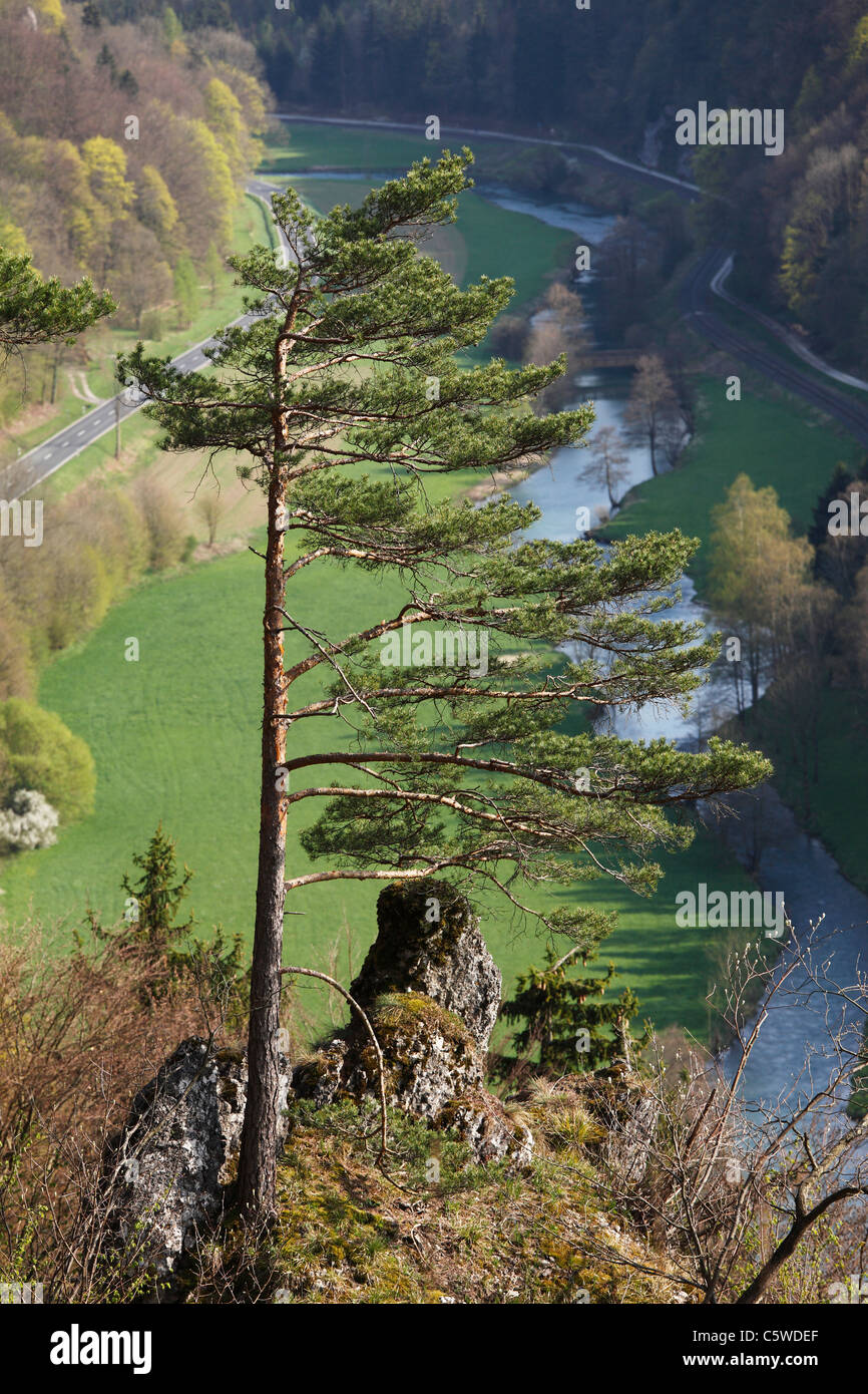 Deutschland, Franken, Fränkische Schweiz, Wiesenttal, Muggendorf, Ansicht der Burglesauer Fluss mit Tanne im Vordergrund Stockfoto