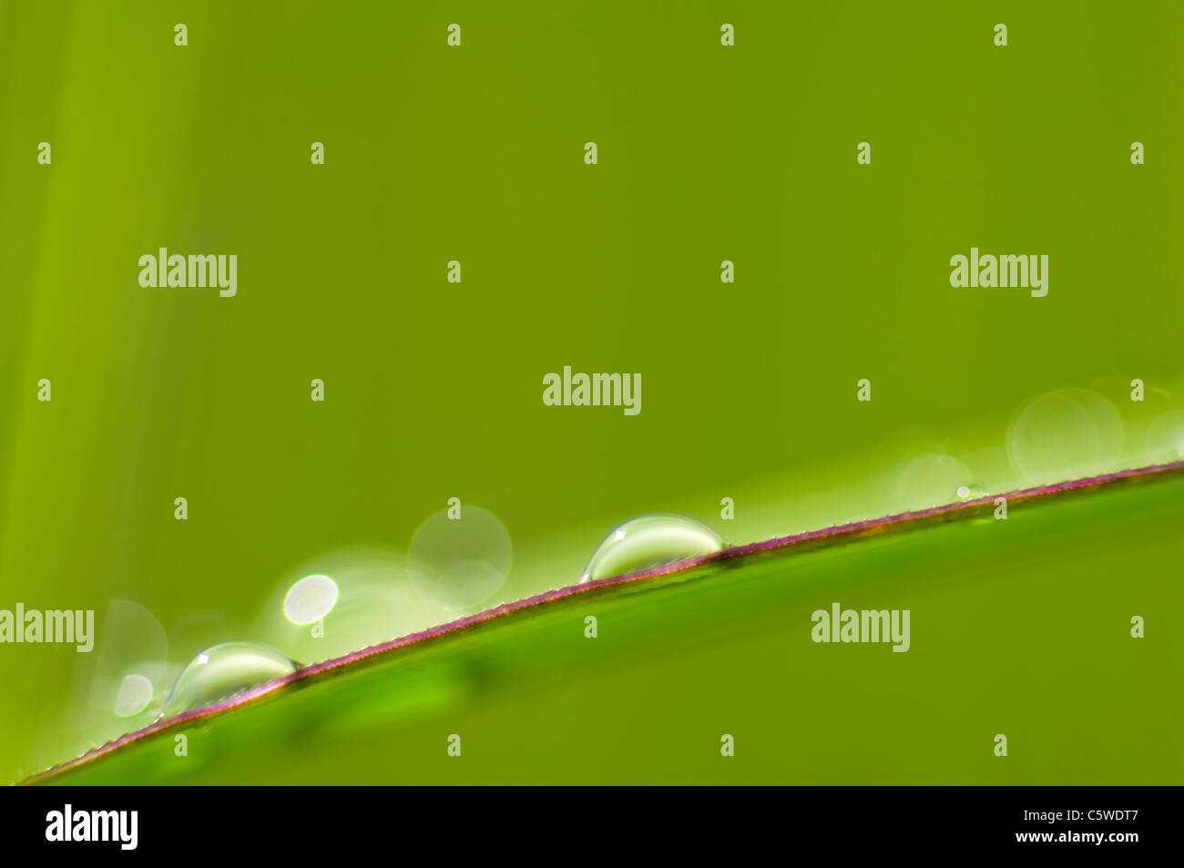 Tautropfen auf chinesische Silber Rasen (Miscanthus Sinensis), Nahaufnahme Stockfoto