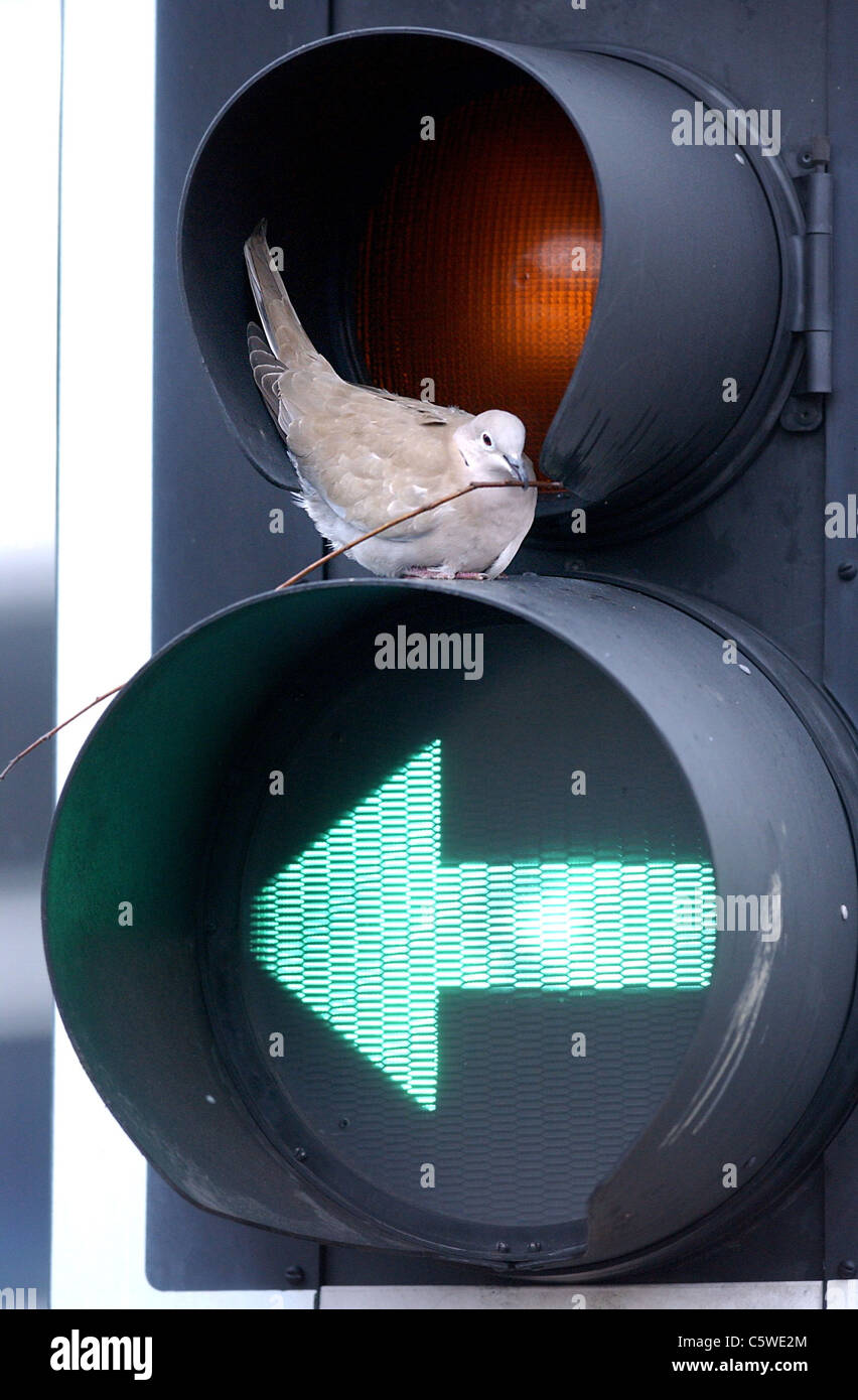 Kragen Tauben machten einen anderen Versuch am Verschachtelung in Ampeln im Stadtzentrum von Brighton Stockfoto