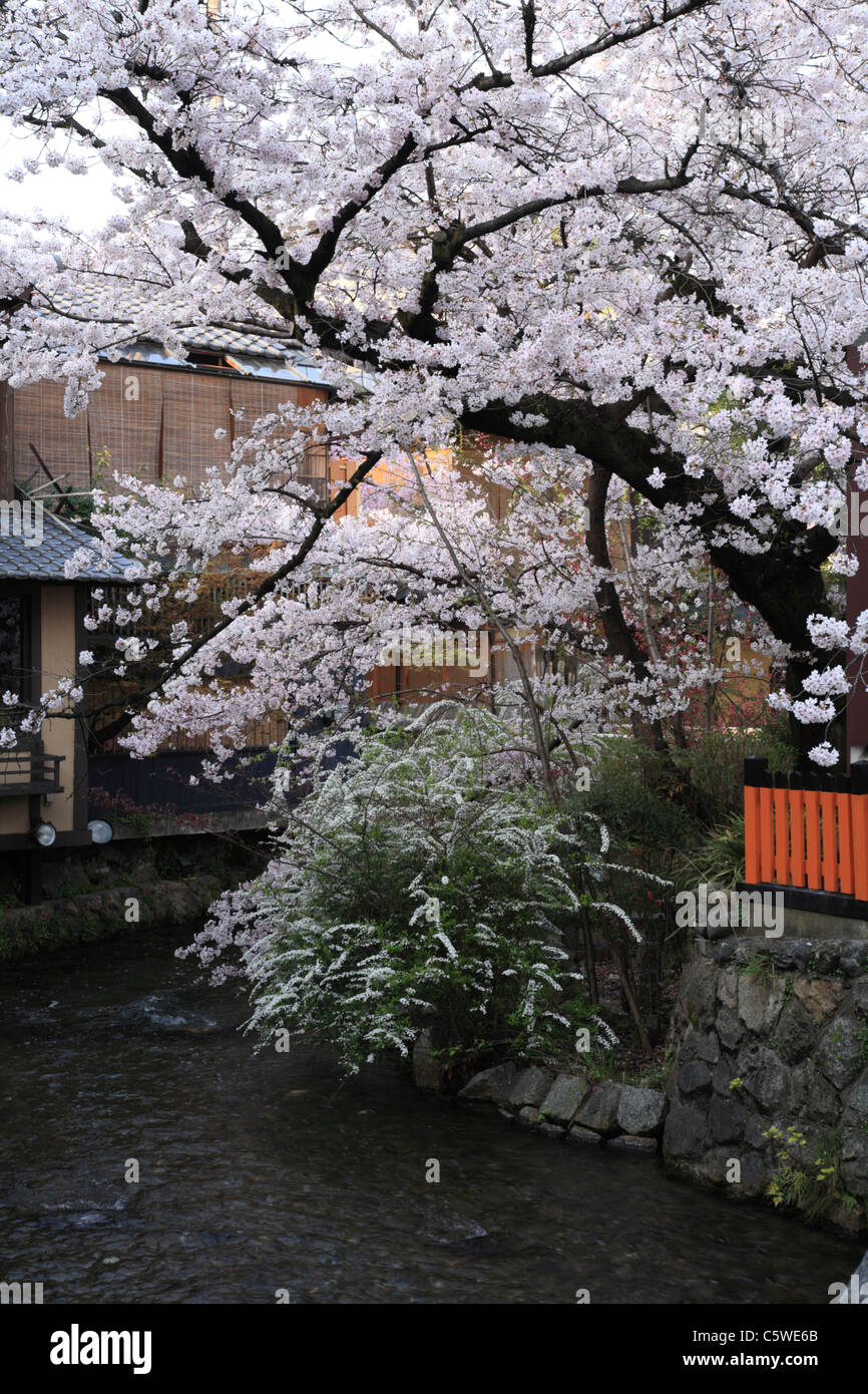 Kirschblüten am Shirakawa und Gion, Kyoto, Kyoto, Japan Stockfoto