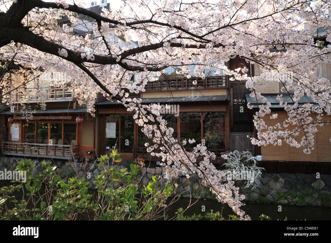 Kirschblüten am Shirakawa und Gion, Kyoto, Kyoto, Japan Stockfoto