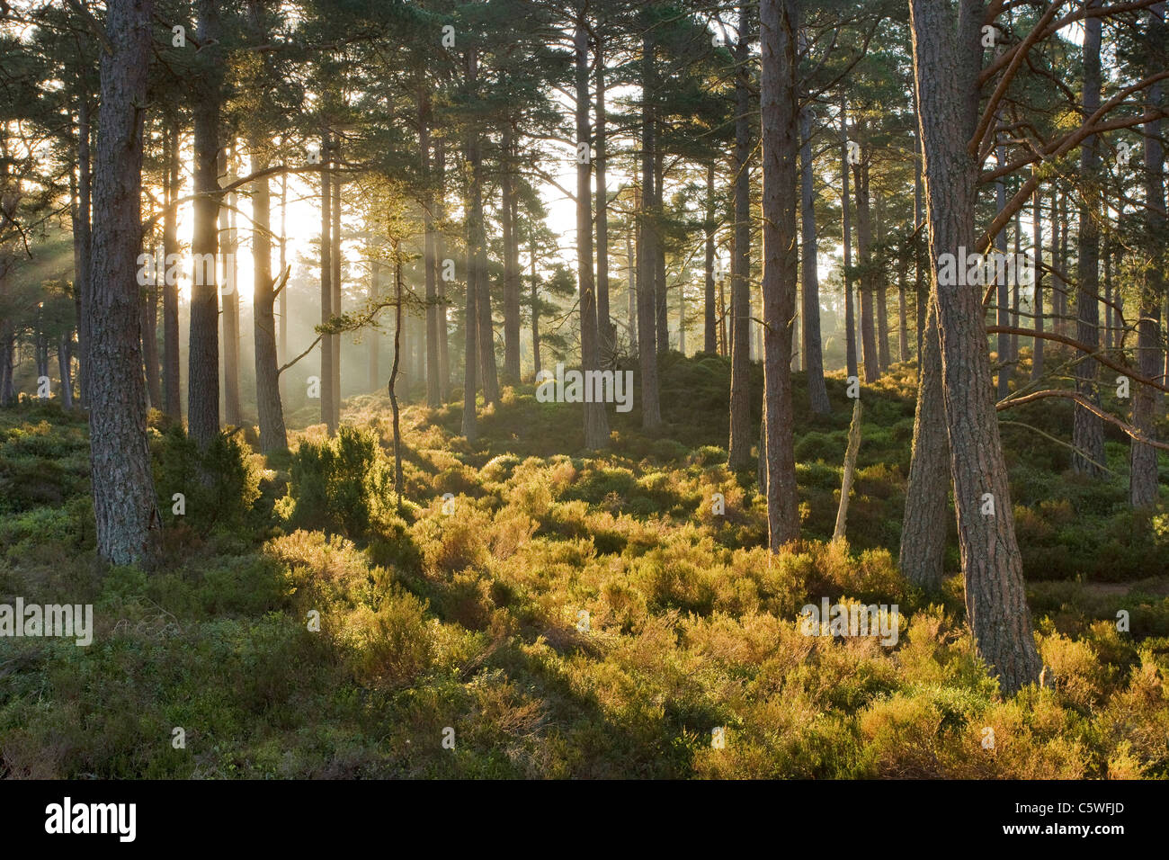 Abernethy Forest ist ein Remenant der Caledonian Wald, Cairngorms National Park, Schottland, Großbritannien. Stockfoto