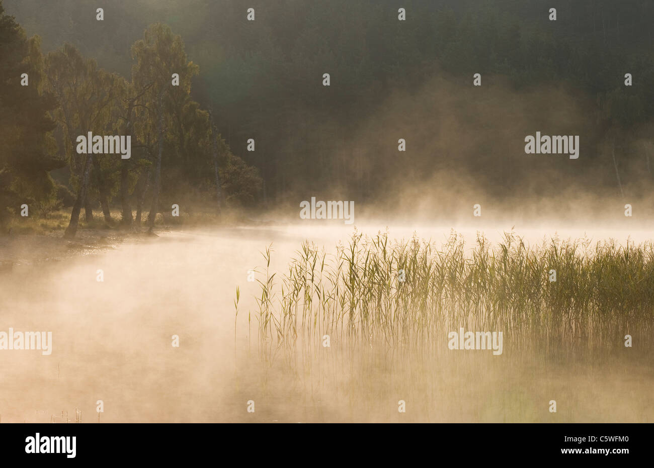 Loch Pityoulish am nebligen Morgen, Cairngorms National Park, Schottland, Großbritannien. Stockfoto