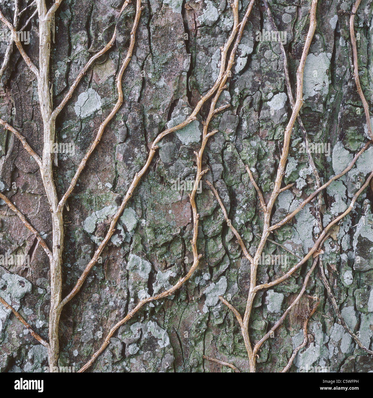 Deutschland, Kletterpflanze auf Baum Stockfoto