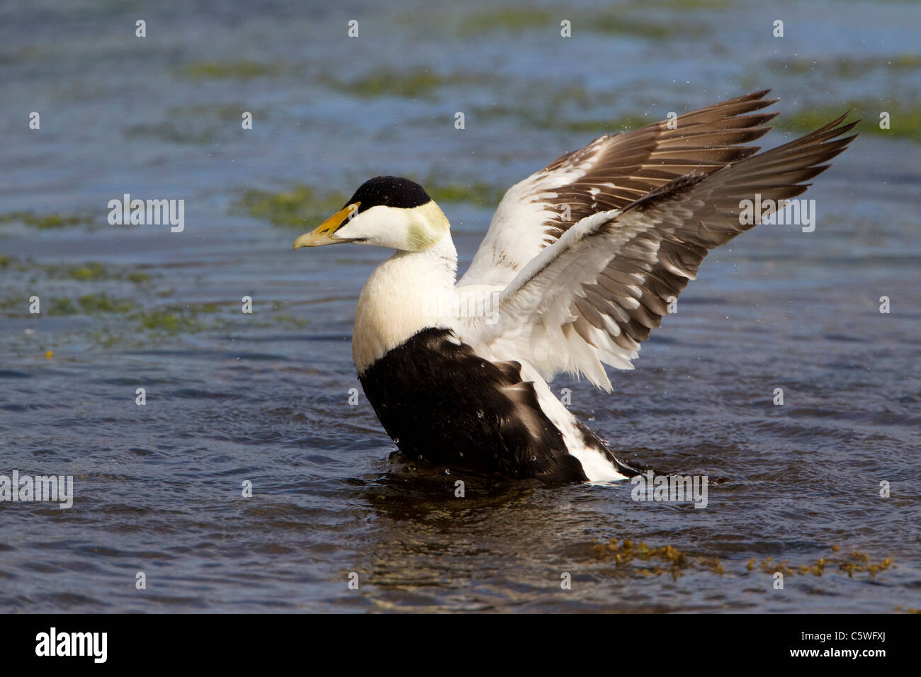 Gemeinsamen Eiderenten (Somateria Mollissima). Erwachsene männliche Baden. Stockfoto