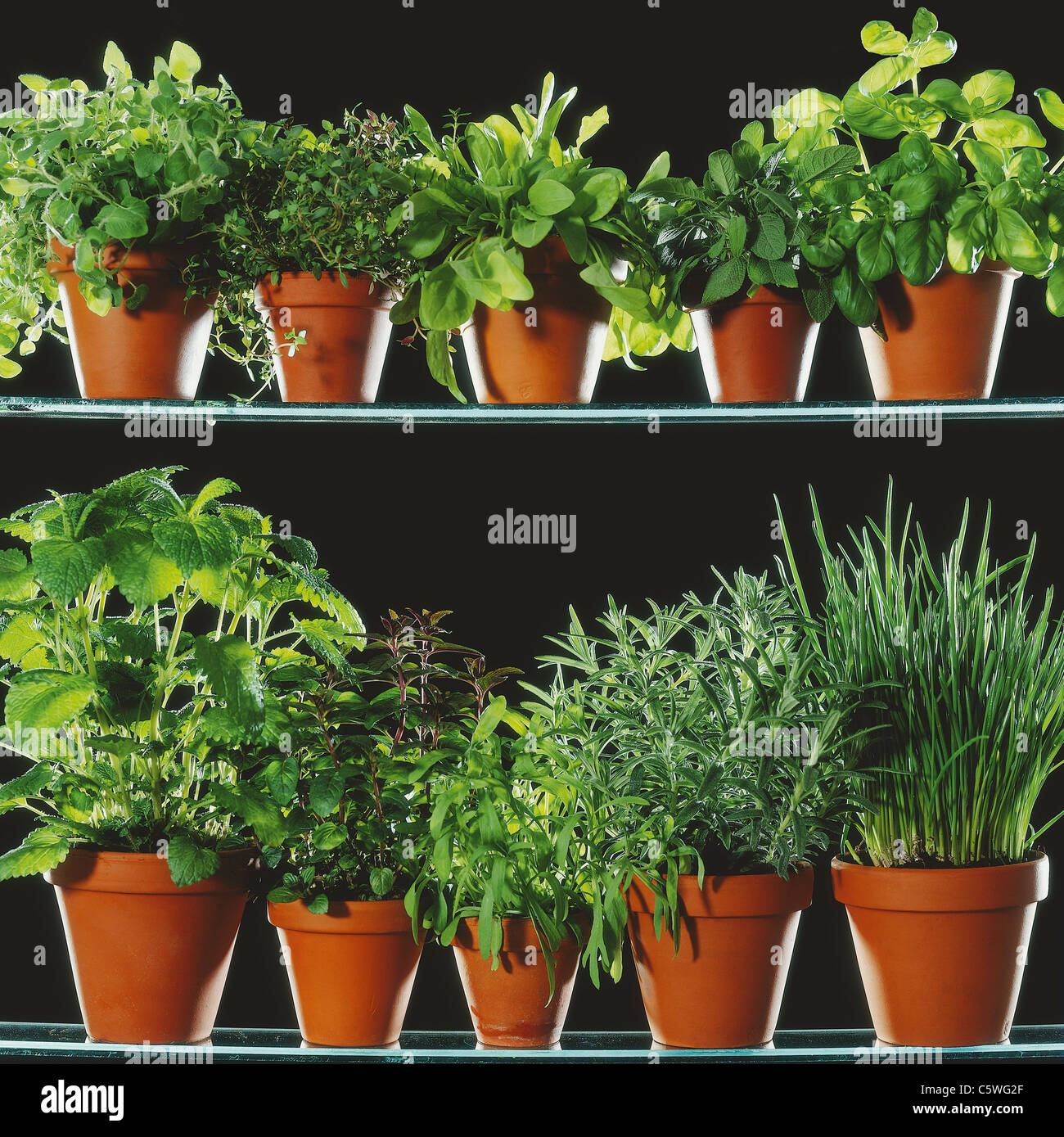 Verschiedenen Topfpflanzen auf schwarzem Hintergrund Stockfoto