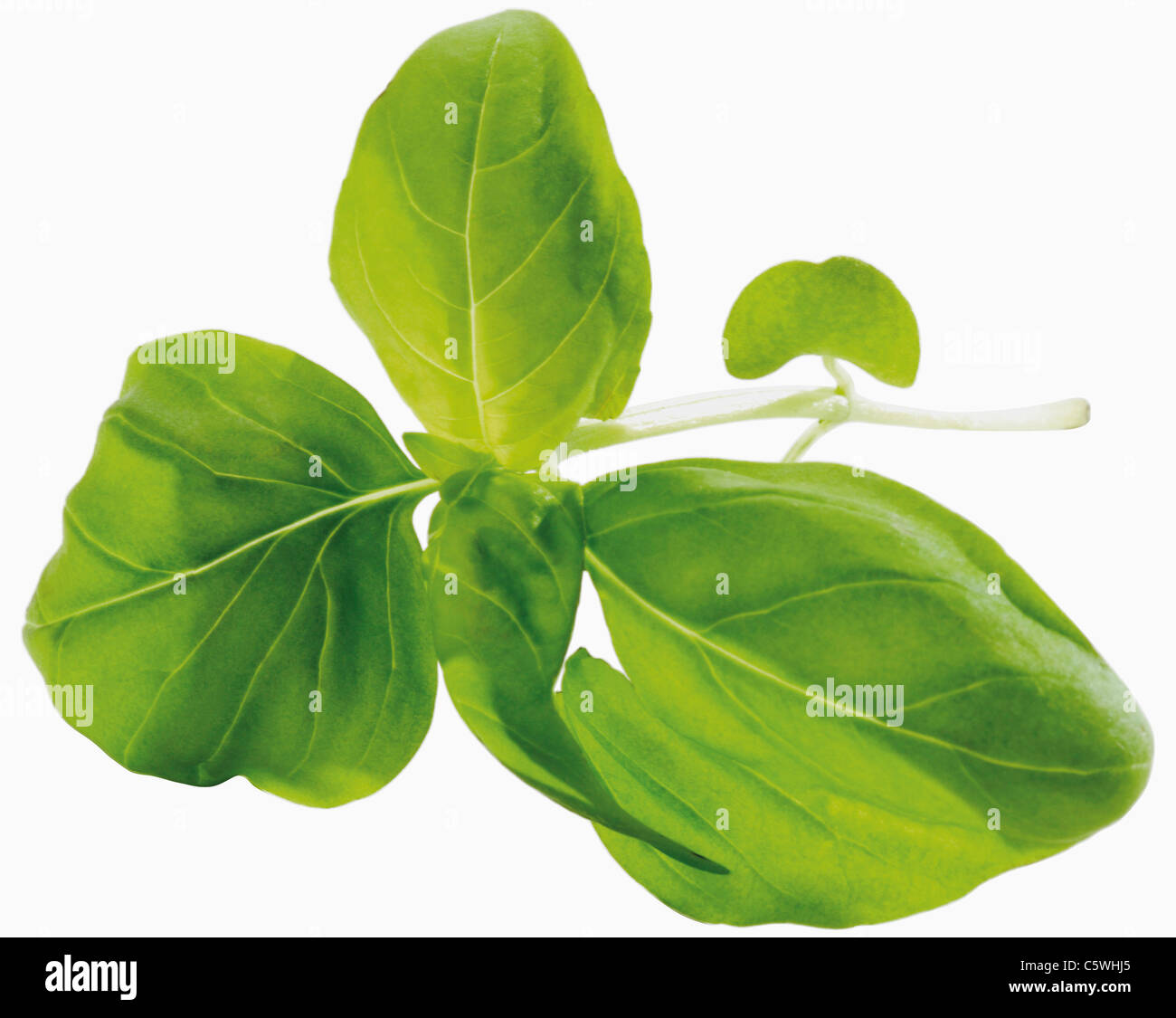 Basilikum-Blätter vor weißem Hintergrund, Nahaufnahme Stockfoto