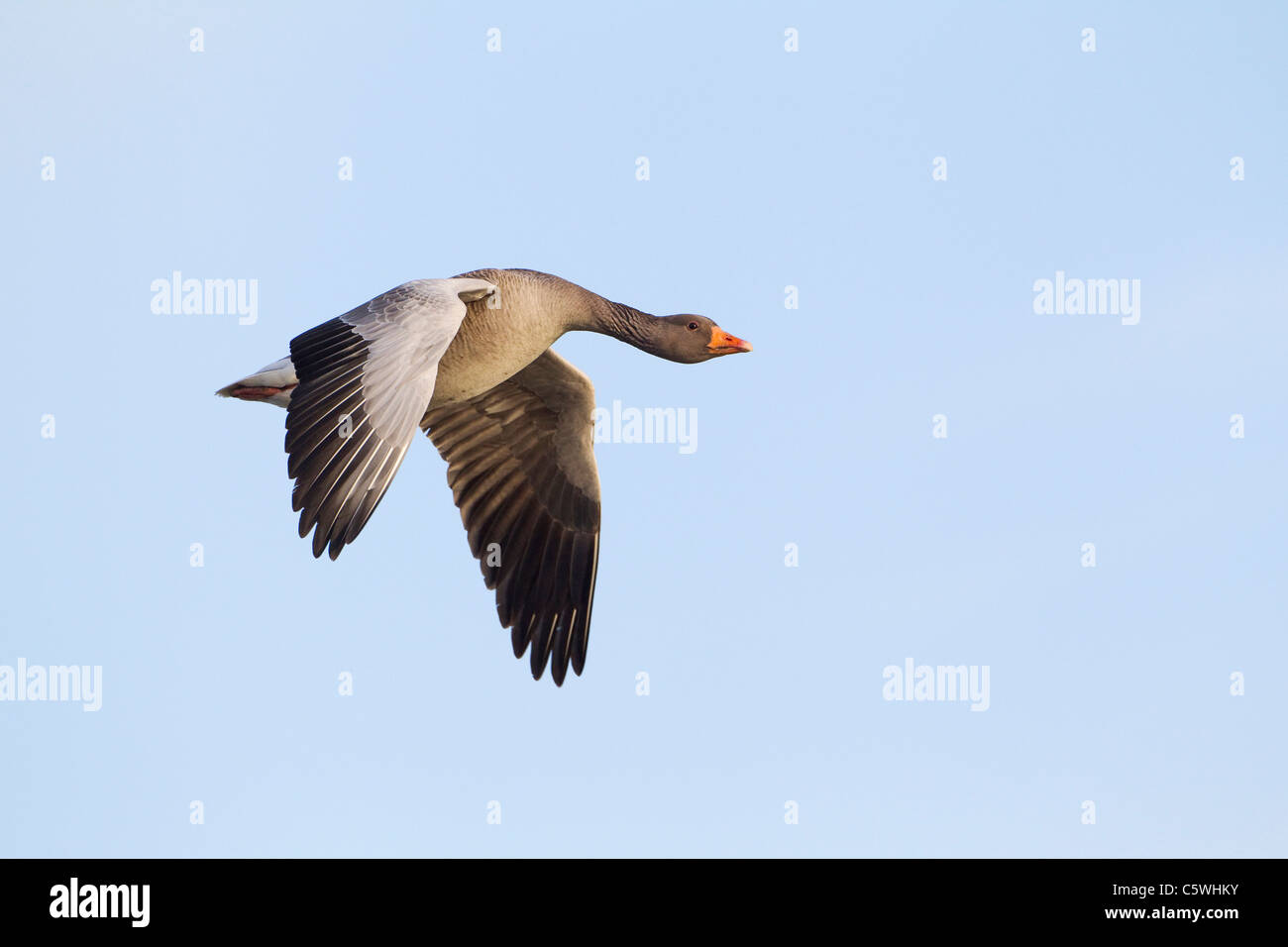 Graylag Goose Graugans (Anser Anser), Erwachsene im Flug. Stockfoto