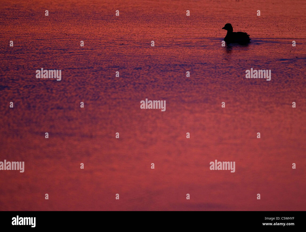 Graylag Goose Graugans (Anser Anser). Schwimmen-individuelle Silhouette bei Sonnenuntergang, Island. Stockfoto