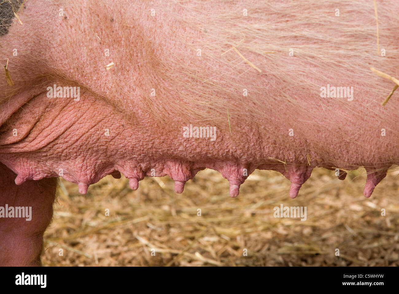 Deutschland, Baden-Württemberg, Stuttgart, Hausschwein (Sus Scrofa Domestica), Nahaufnahme Stockfoto