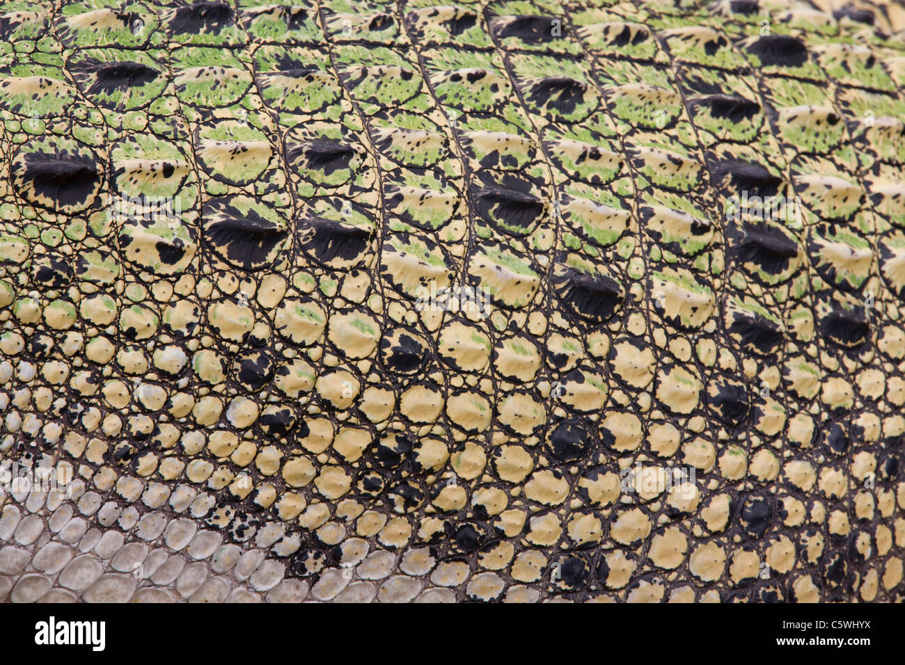 Skalen der Salzwasser-Krokodil (Crocodylus Porosus), full frame Stockfoto