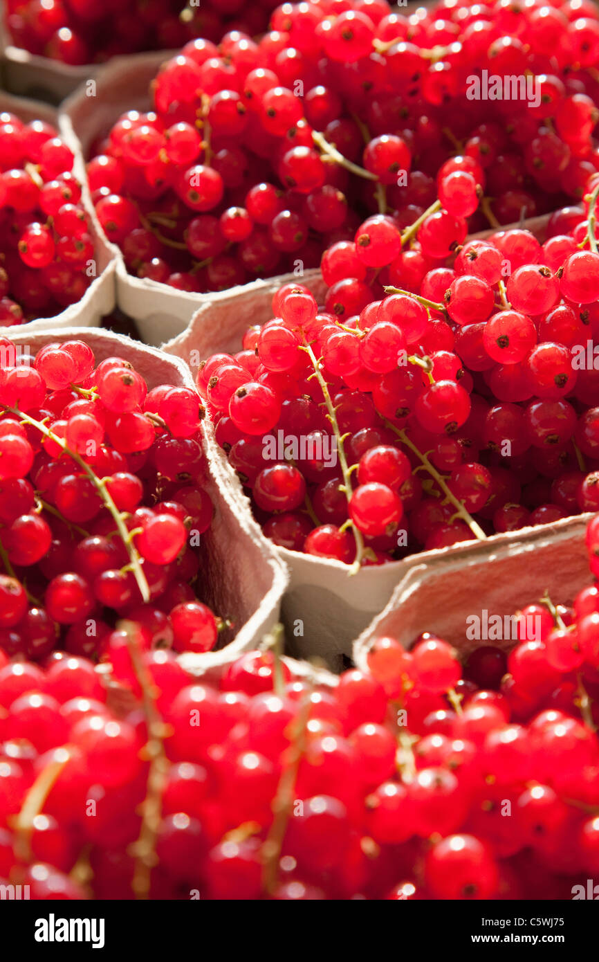 Rote Johannisbeere (Ribes Rubrum), full-frame Stockfoto
