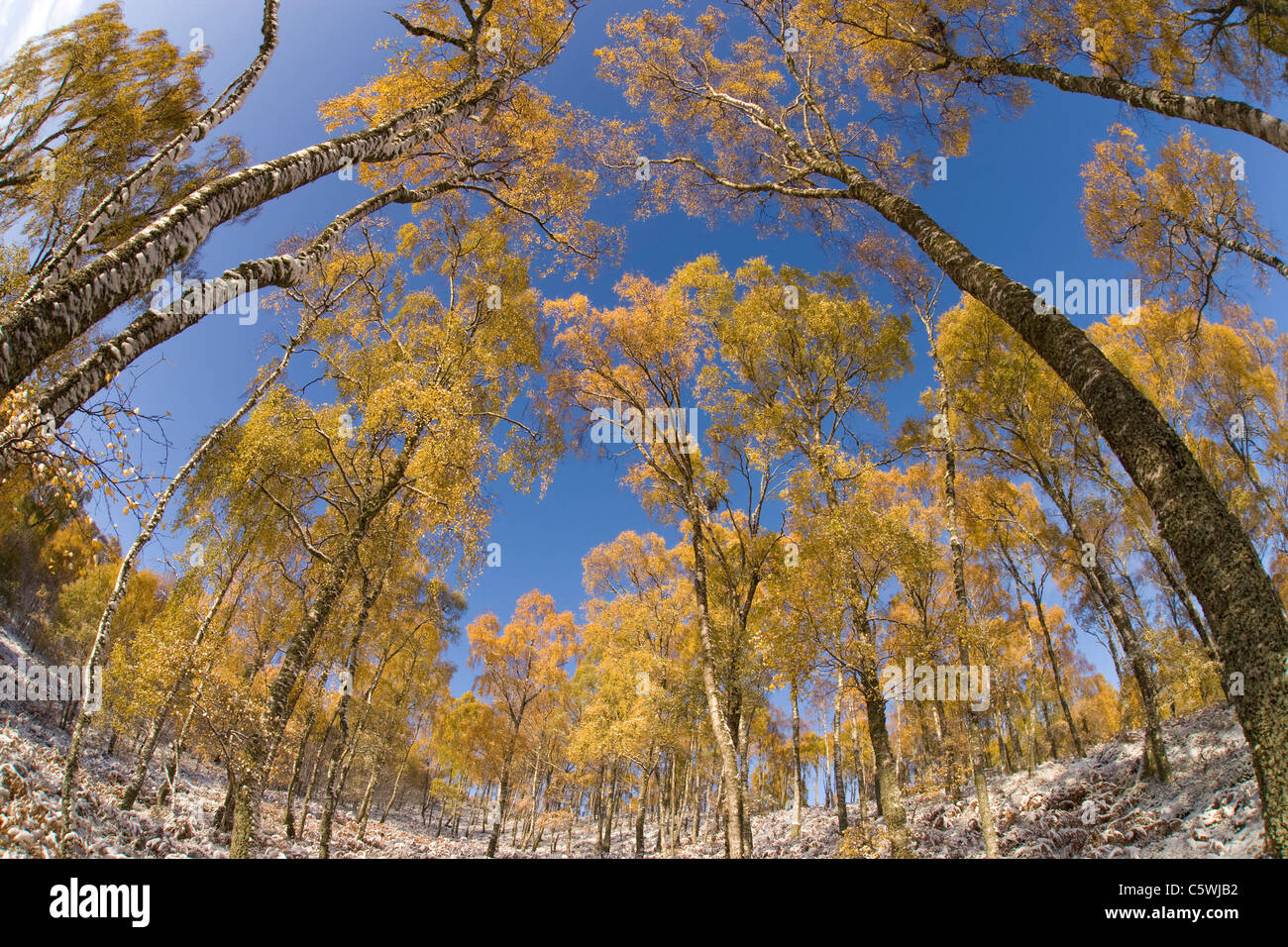 Birke (Betula Pendel), Wald im Herbst. Craigellachie National Nature Reserve, Schottland, Großbritannien. Stockfoto